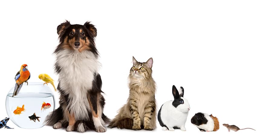 EVCİL HAYVANINIZIN BÖBREK SAĞLIĞI