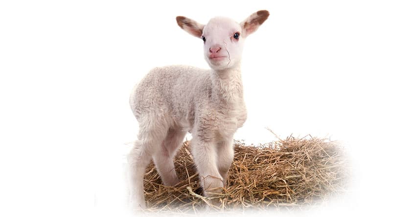 GÖLBAŞI VETERİNER