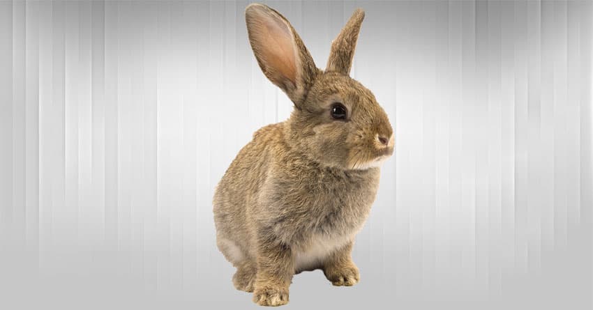 KIZILAY, TUNALI, CEBECİ, MALTEPE VETERİNER KLİNİKLERİ