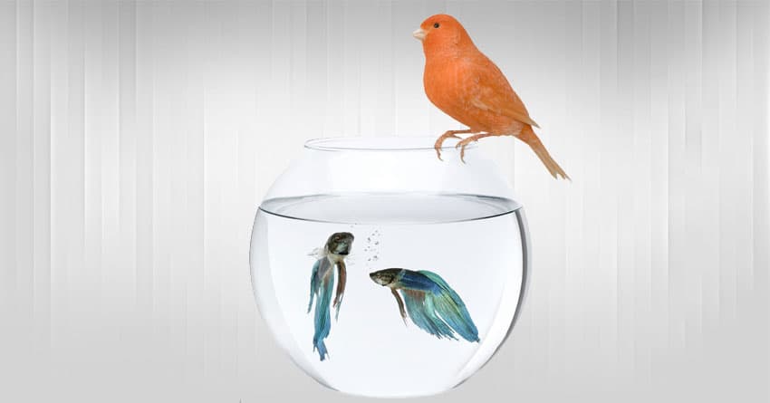 AKVARYUM SAHİBİ OLMANIZIN FAYDALARI