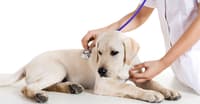 KÖPEĞİNİZİN AĞIZ BAKIMINI İHMAL ETMEYİN