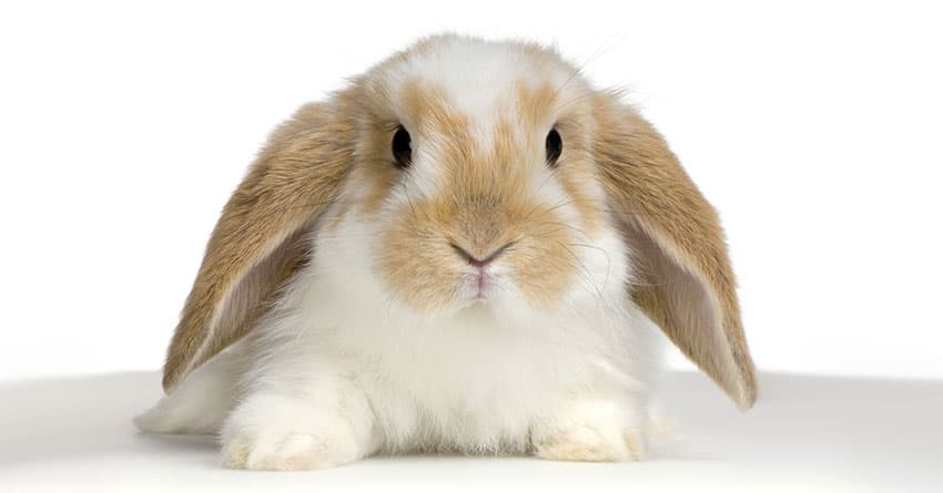 EVCİL TAVŞAN BAKIMI