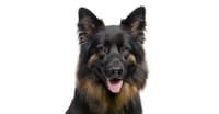 KÖPEK SAHİPLENENLER İÇİN ÖNEMLİ TAVSİYELER - KÖPEK SAHİPLENME