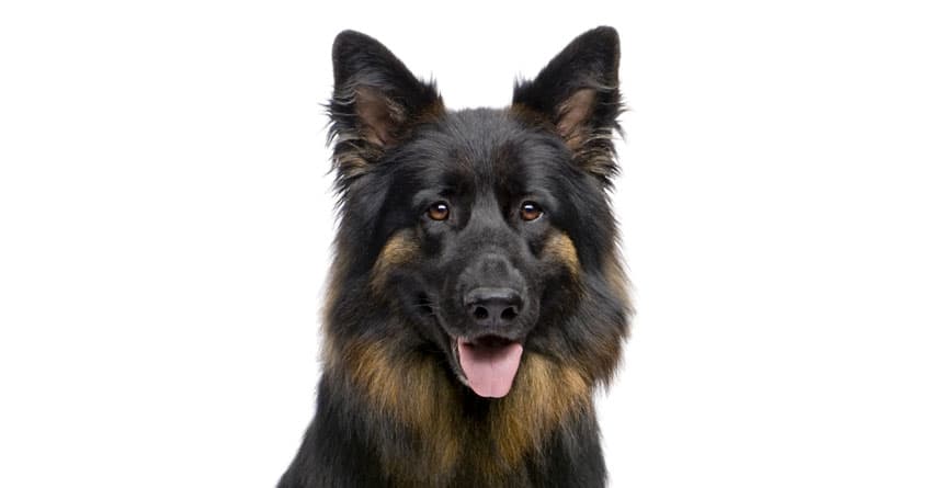 KÖPEK SAHİPLENENLER İÇİN ÖNEMLİ TAVSİYELER - KÖPEK SAHİPLENME