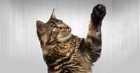KEDİNİZE İLAÇLARINI İÇİRMENİN YOLU