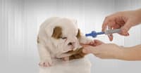 D VİTAMİNİNİN KÖPEKLER İÇİN FAYDASI NEDİR?