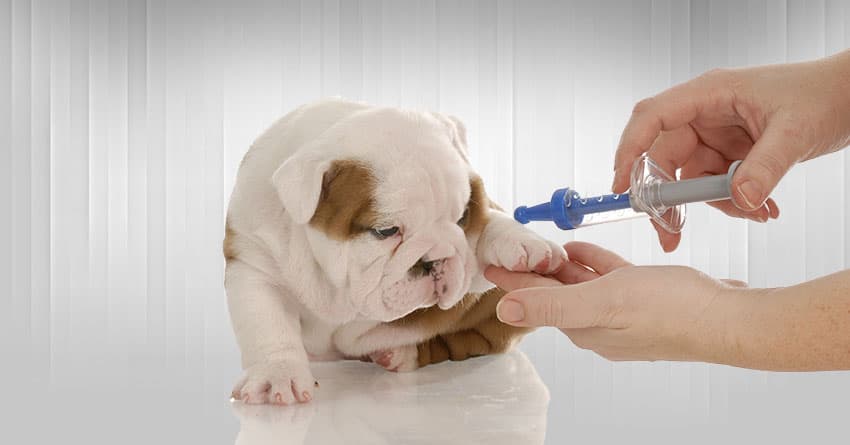 D VİTAMİNİNİN KÖPEKLER İÇİN FAYDASI NEDİR?