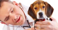 KÖPEĞİNİZDE OLUŞAN ALERJİLERİ TEDAVİ ETMENİN YOLLARI