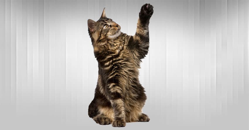 KEDİLERİN VE KÖPEKLERİN SAĞLIK YARARLARI