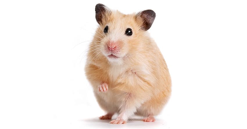 HAMSTER BAKIMI