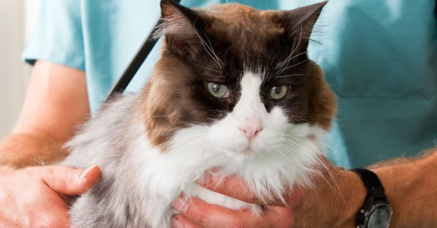 KEDİLERİN TIRNAKLARININ TÖRPÜLENMESİ