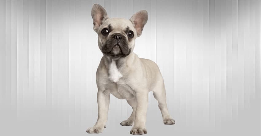 KÖPEĞİNİZ İLE ARANIZDAKİ BAĞI NASIL GÜÇLENDİRİRSİNİZ