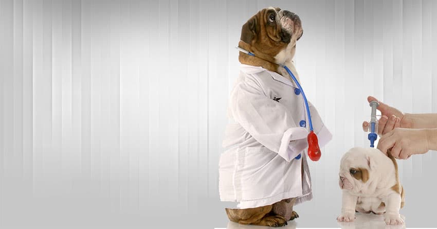 KÖPEKLER RÜYA GÖRÜR MÜ?