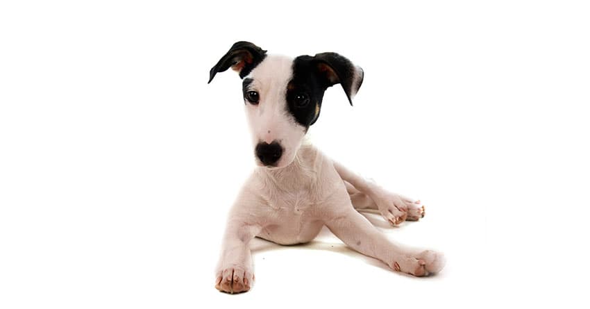 KÖPEK SAHİPLERİ VE KÖPEKLER BENZER KİŞİSEL ÖZELLİKLER TAŞIRLAR MI?