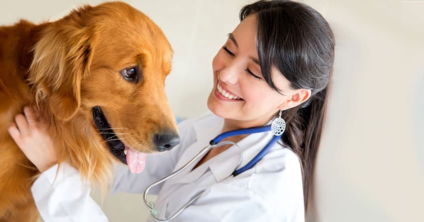 KÖPEKLER NEDEN İNSANLARI YALAR