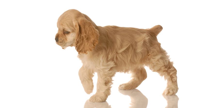 YAVRU BİR KÖPEKLE YAŞANAN UFAK “KAZALAR”