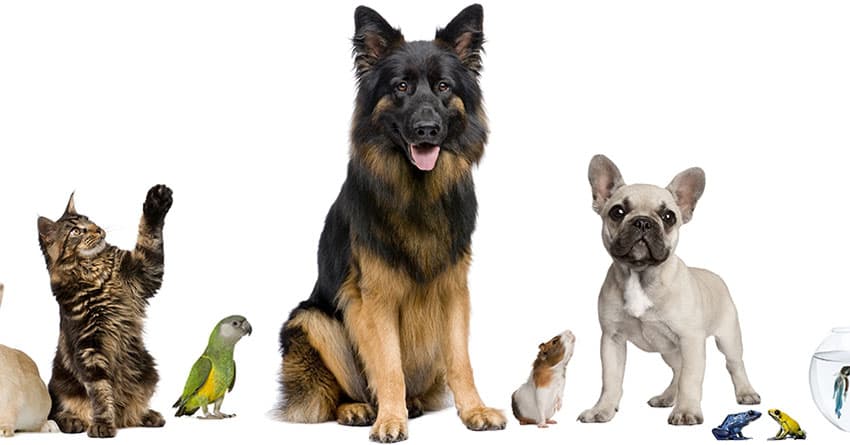 EVCİL HAYVANLAR DEPRESYONLA VE STRESLE BAŞA ÇIKMAYI KOLAYLAŞTIRIR 