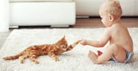 BİRMAN KEDİSİNİ TANIYALIM – KEDİ TÜRLERİ