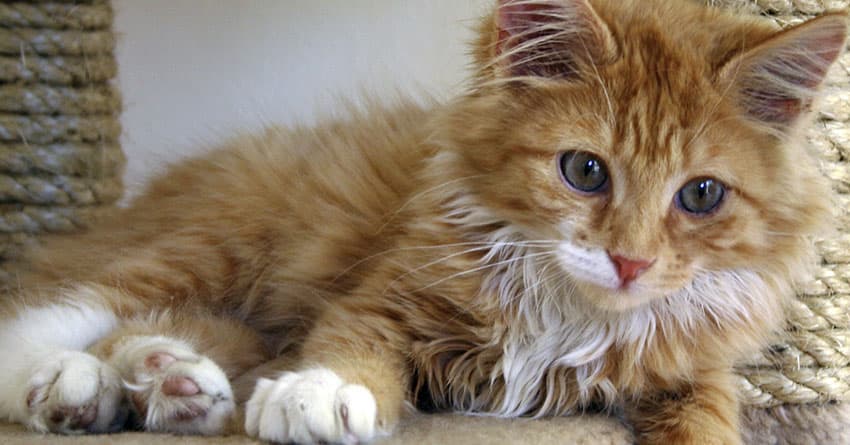 BOMBAY KEDİSİNİ TANIYALIM – KEDİ TÜRLERİ
