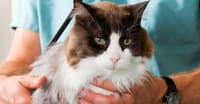 BRITISH SHORTHAIR KEDİSİNİ TANIYALIM – KEDİ TÜRLERİ