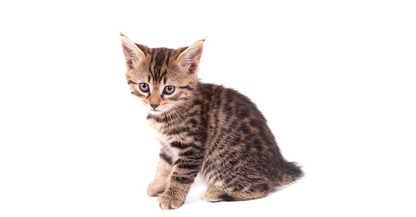 CHARTREUX KEDİSİNİ TANIYALIM - KEDİ TÜRLERİ 