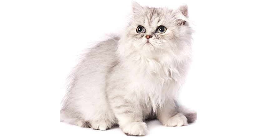 CORNISH REX KEDİSİNİ TANIYALIM - KEDİ TÜRLERİ