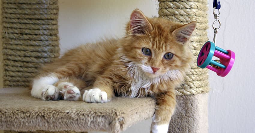 HİMALAYA KEDİSİNİ TANIYALIM - KEDİ TÜRLERİ