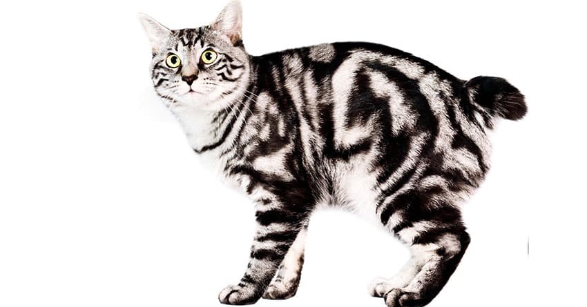 MAN KEDİSİNİ TANIYALIM - KEDİ TÜRLERİ