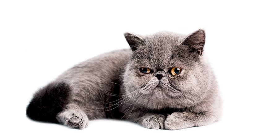 MISIR MAU KEDİSİNİ TANIYALIM - KEDİ TÜRLERİ