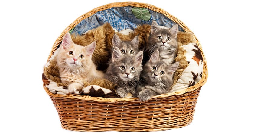 MUNCKIN KEDİSİNİ TANIYALIM - KEDİ TÜRLERİ