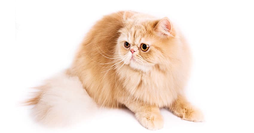 NEBELUNG KEDİSİNİ TANIYALIM – KEDİ TÜRLERİ