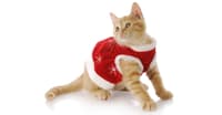 RAGDOLL KEDİSİNİ TANIYALIM - KEDİ TÜRLERİ