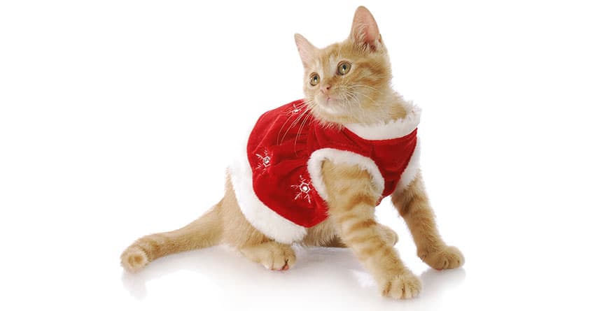 RAGDOLL KEDİSİNİ TANIYALIM - KEDİ TÜRLERİ