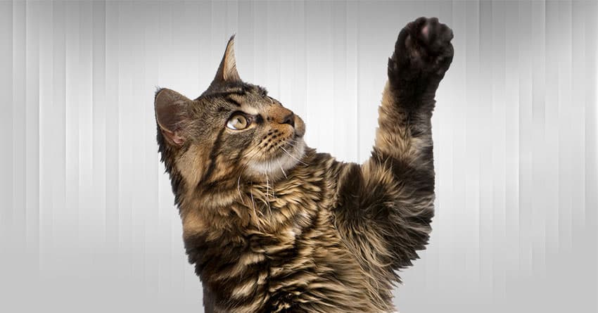 SELKİRK REX KEDİSİNİ TANIYALIM - KEDİ TÜRLERİ