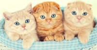 SFENKS KEDİSİNİ TANIYALIM - KEDİ TÜRLERİ