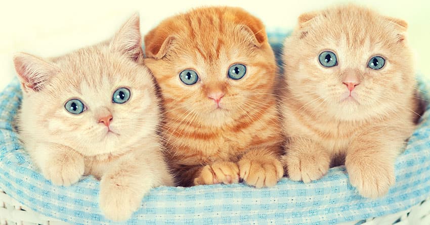 SFENKS KEDİSİNİ TANIYALIM - KEDİ TÜRLERİ