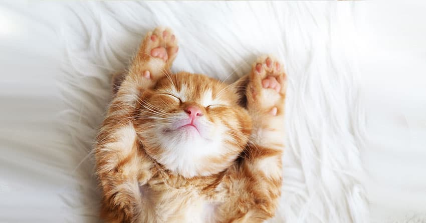 SİBİRYA KEDİSİNİ TANIYALIM - KEDİ TÜRLERİ