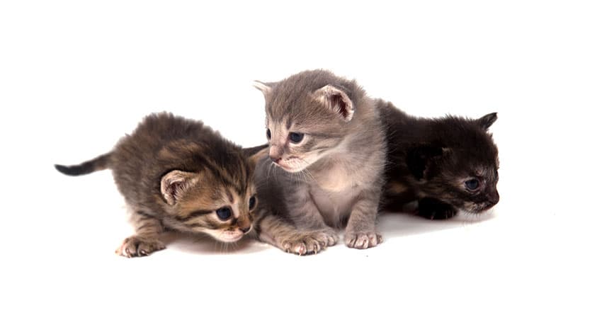VAN KEDİSİNİ TANIYALIM - KEDİ TÜRLERİ