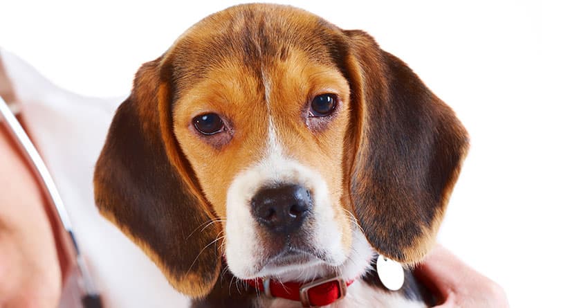 KÖPEKLERDE AYURVEDA