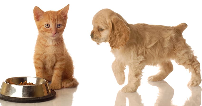 KEDİLERDE MAMA SEÇİMİNDE DİKKAT EDİLMESİ GEREKEN 5 MADDE