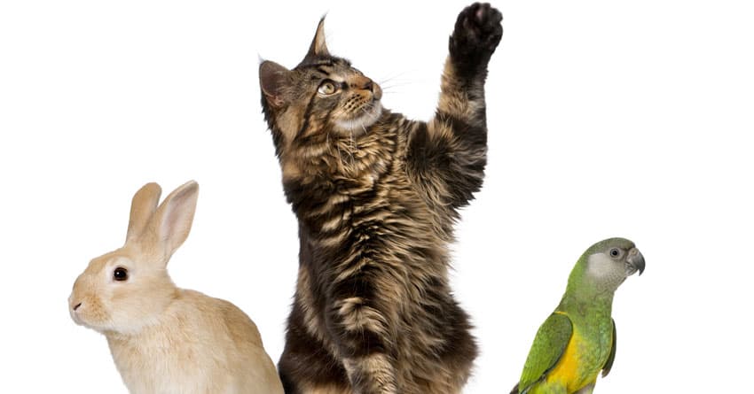 ANNESİZ YAVRU KEDİ BAKIMI