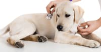 KÖPEKLERDE AŞI VE TEMİZLİK HAKKINDA BİLİNMESİ GEREKENLER