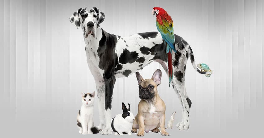 KÖPEK EĞİTİMİ VEREN KURUMLAR HAKINDA 5 BİLGİ