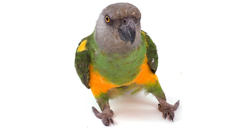 KUŞ BAKIMI VE KUŞ SAĞLIĞI ÜRÜNLERİ HAKKINDA 8 BİLGİ