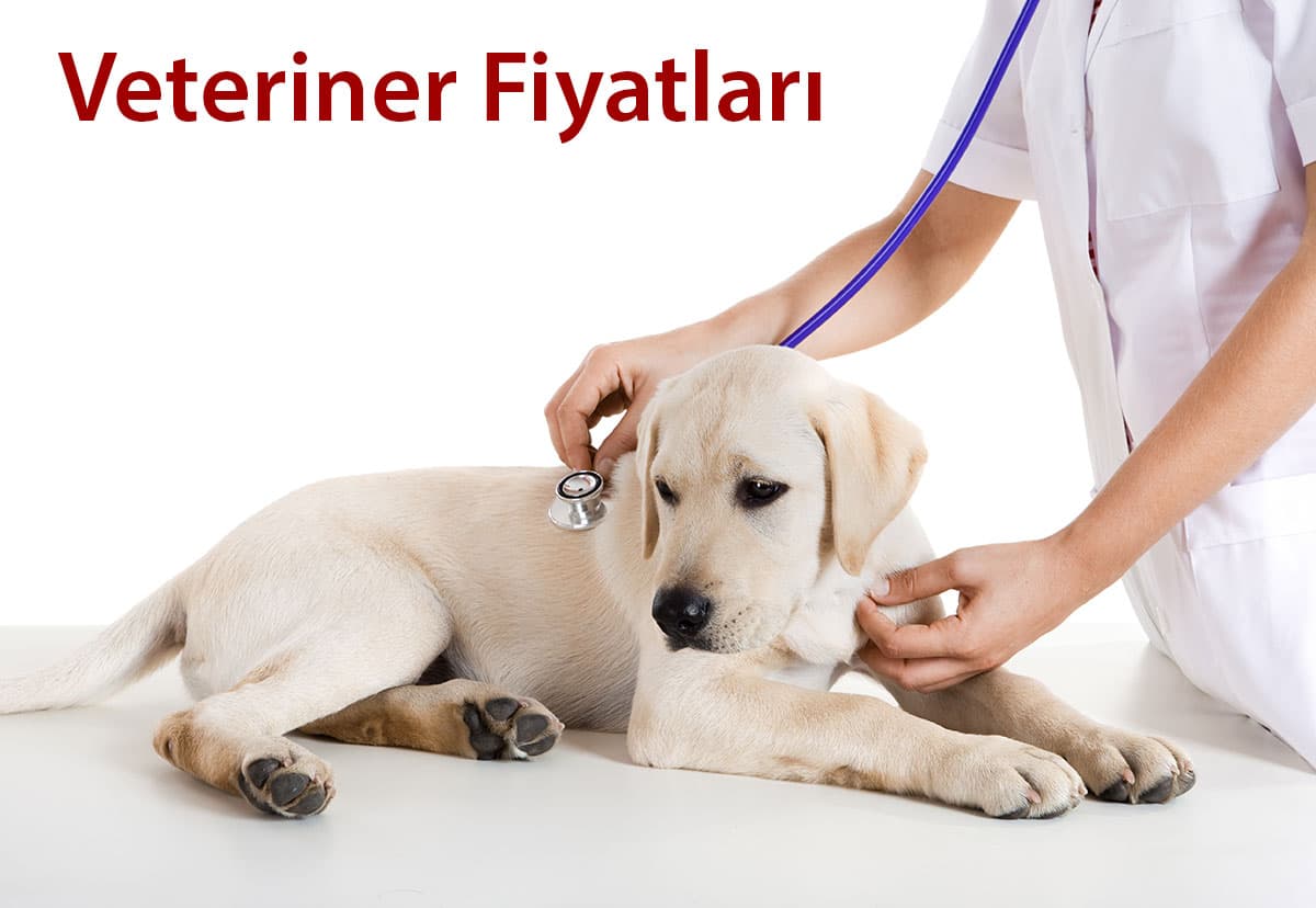 VETERİNER KLİNİKLERİ FİYATLARI