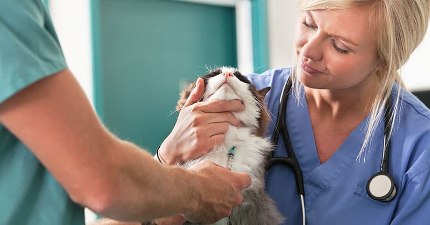 KEDİLER VE KÖPEKLERİN KULAK BAKIMLARI HAKKINDA BİLİNMESİ GEREKEN 5 GERÇEK