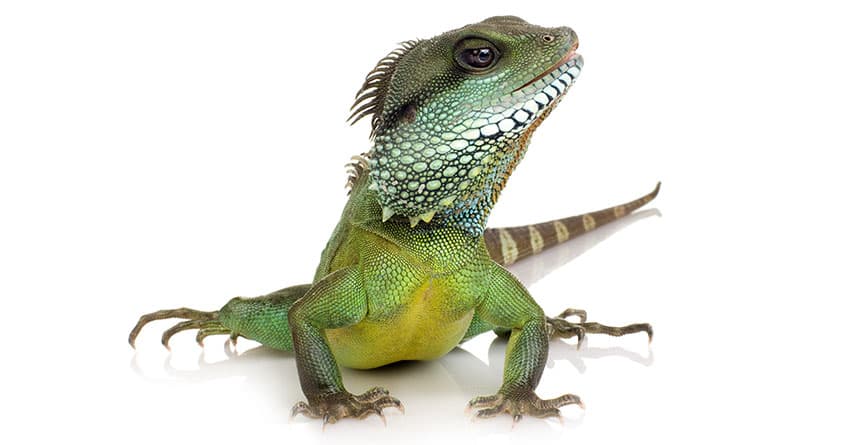 EVCİL SÜRÜNGENLERİN TEMEL BAKIMI