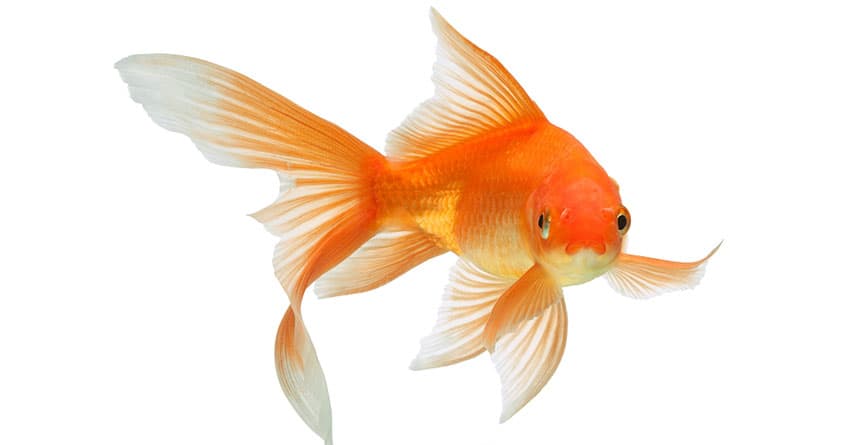 İYİ BİR AKVARYUM SAHİBİ OLMANIN SIRLARI