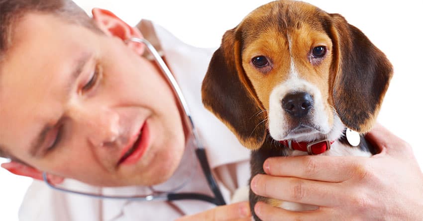 KÖPEĞİNİZE EK GIDALAR VERMELİ MİSİNİZ?