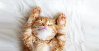 KEDİLERDE DİYABET HASTALIĞI İLE İLGİLİ BİLMENİZ GEREKEN HER ŞEY